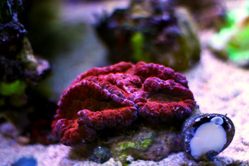 Lobophyllia open brain LPS coral in reef aquarium tank