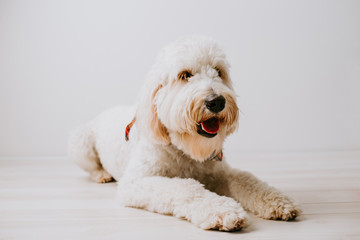 Golden Doodle Isolated