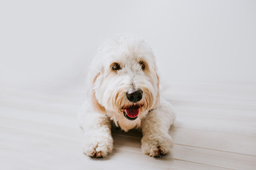 Golden Doodle Isolated