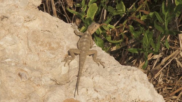 lizard Mediterranean house gecko (Hemidactylus turcicus), sunbathing on a rock and run off, Israel