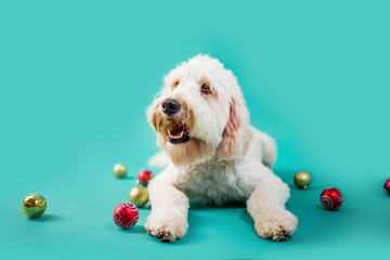 Christmas Dog on Isolated Colored Background