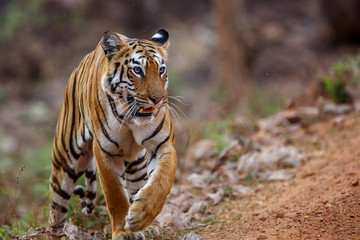 Fototapeta na wymiar Female tiger on the move in Tadoba National Park in India