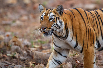 Female tiger on the move in Tadoba National Park in India