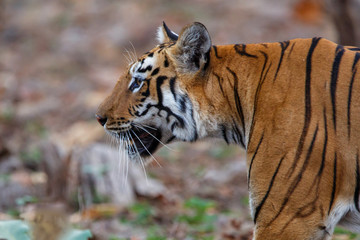 Female tiger on the move in Tadoba National Park in India