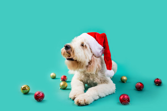 Christmas Dog On Isolated Colored Background