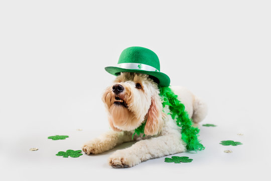 Dog dressed in St. Patrick Day Costume