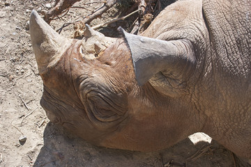 Fototapeta premium Rhinoceros laying in compound