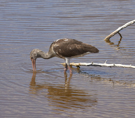 Immature White Ibis