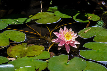 Beautiful water lily