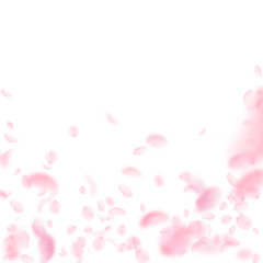 Sakura petals falling down. Romantic pink flowers falling rain. Flying petals on white square backgr