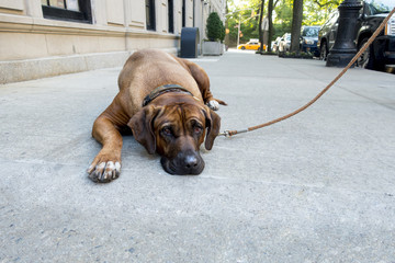 lazy stubborn English Mastiff pet lies down on New York City side walk and the dog won't get up to...