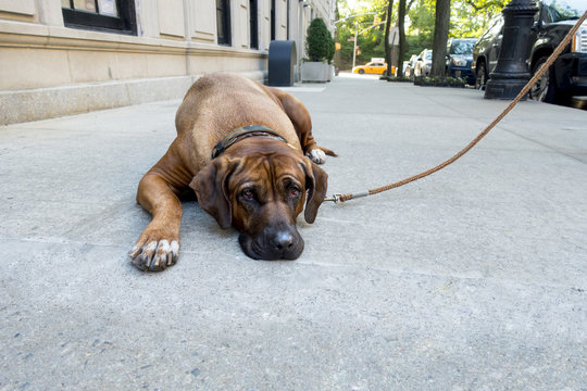 Lazy Stubborn English Mastiff Pet Lies Down On New York City Side Walk And The Dog Won't Get Up To Do His Daily Walk City Yellow Cab In The Background