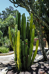 Tropical weather cacti