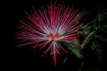 Beauties of the fores in Brazil