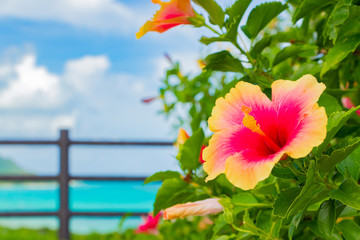 沖縄石垣島のハイビスカス　南国イメージ © あんみつ姫