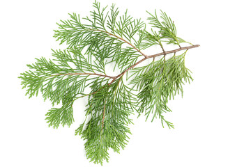 pine branch isolated on a white background