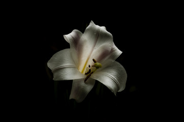 Fototapeta na wymiar lily on black