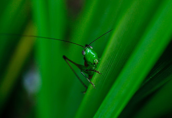 Cricket of the Brazil