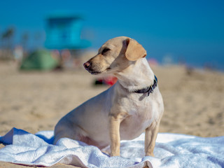 dog on beach at lifeguard station