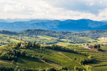 The beautiful vineyard of Collio, Friuli Venezia-Giulia, Italy