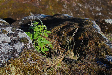 Plants of Caucasian reserve