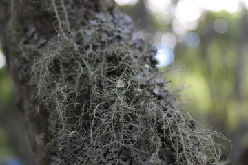 Moss on the trees