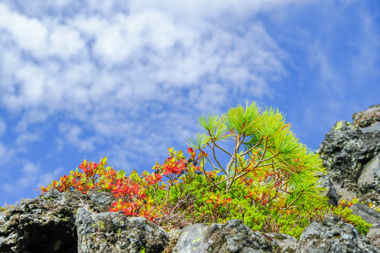 413 Best 坪庭 Images Stock Photos Vectors Adobe Stock