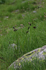 Meadows of Caucasus mountains