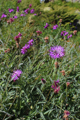 Сornflowers of Caucasus