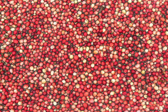 Cranberries ready to harvest from a cranberry bog in autumn