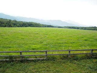 Fototapeta na wymiar the farm in Japan