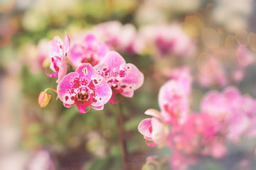 Closeup selected focus multi color beautiful tropical orchid flower on flower market