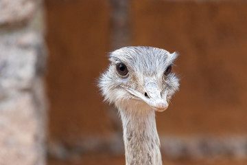 Ostrich head