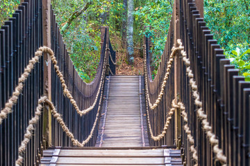 Bridge in the forest