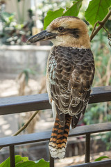 Kookaburra