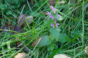 Wildflower nature outdoor