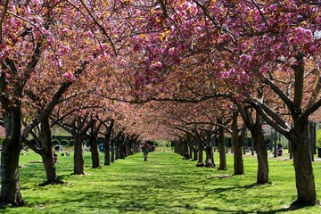 Colonnade of cherry blossom trees in full bloom at the Brooklyn Botanic Garden, New York City.