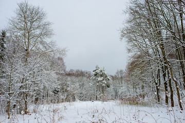 Sunset in the wood between the trees strains in winter period