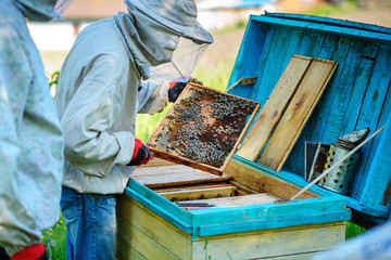 Two beekeepers work on an apiary. Summer