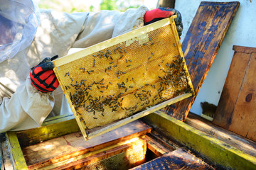 The beekeeper takes the frame with honeycomb from the hive