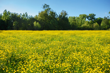 Summer landscape with textured sky and grazing herd of cows on the field, overgrown with yellow flowers. Background.