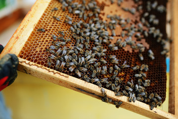 Beekeeper holding frame of honeycomb with bees