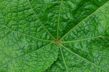 green vegetative texture of a piece of fresh leaf
