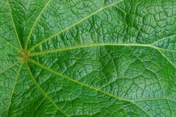 green vegetative background from a piece of a fresh leaf