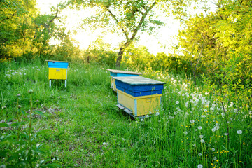 Polish landscape with beehives on ecological field