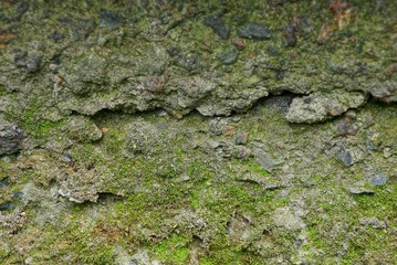 gray green stone texture of a concrete wall and moss