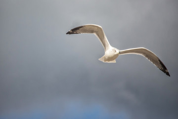 Gull in Flight