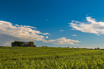 Summer day in the italian countryside