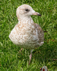 Brown Gull