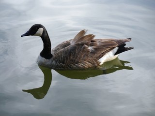 Fototapeta premium A duck swims in a pond, with its body reflected in the waters